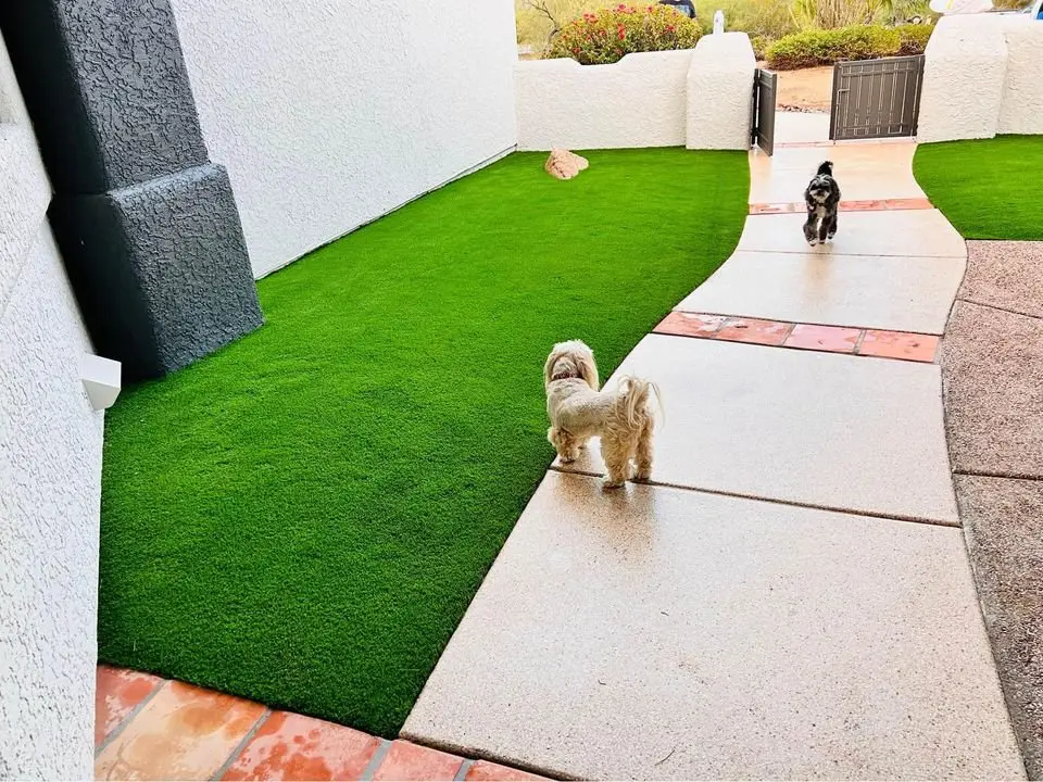 Two small dogs stroll along a curved concrete path through a garden with neatly trimmed artificial grass, expertly installed by Casa Grande Turf & Paver. Bordered by stucco walls, the scene is completed with a gate leading to desert vegetation in the background.
