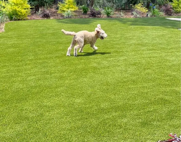 A small, curly-haired dog joyfully runs across a vibrant green lawn of pet turf, surrounded by lush shrubs and trees.